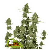 BCN POWER PLANT AUTO